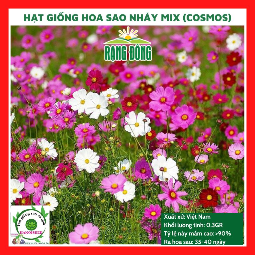 Hạt giống hoa sao nhái - cánh bướm mix màu (đỏ, hồng, trắng) đẹp tỷ lệ nảy mầm cao dễ trồng 0.1gr RD869