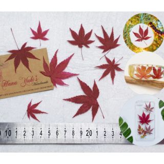 12 chiếc Lá Phong khô dùng trong trang trí resin, decor, tranh 3D..v..v..