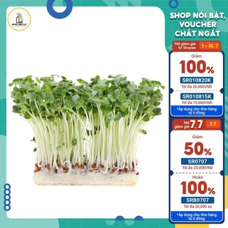 20g hạt giống mầm củ cải trắng, bổ dưỡng, chuẩn hữu cơ