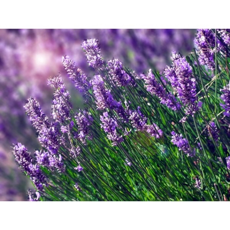 Hạt Giống Hoa Oải Hương 4 mùa ( Lavender) nhập khẩu