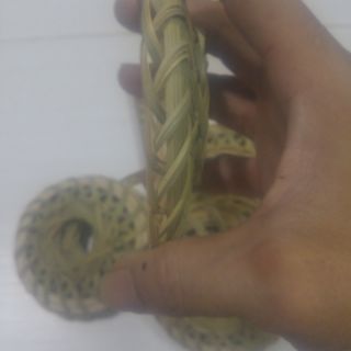 5 Rế đứng cu gáy .