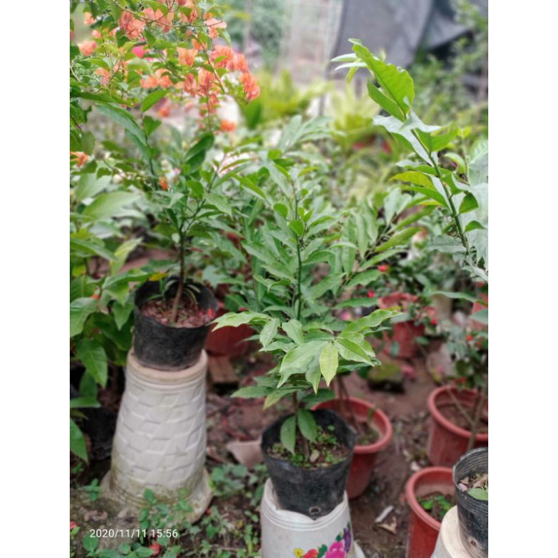 CÂY HOA MÓNG RỒNG HOA THƠM