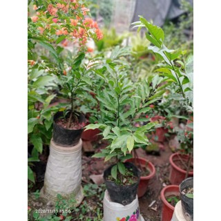 CÂY HOA MÓNG RỒNG HOA THƠM (CÂY TO ĐẸP NHANH HOA)