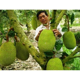 Cây mít thái siêu sớm