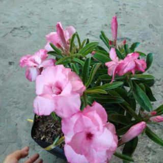 Cây sứ kỳ duyên ....siêu hoa