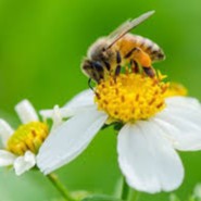 mật ong hoa cỏ kim (xuyến chi) 1400gam | BigBuy360 - bigbuy360.vn