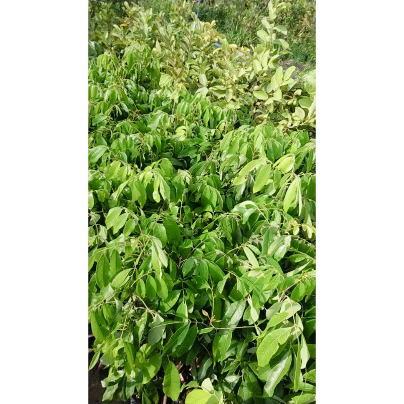 CÂY GIỐNG NHÃN THÁI IĐO