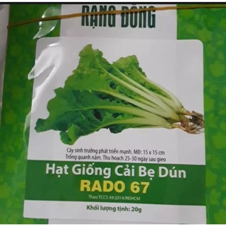 Hạt giống cải bẹ dún rado 67