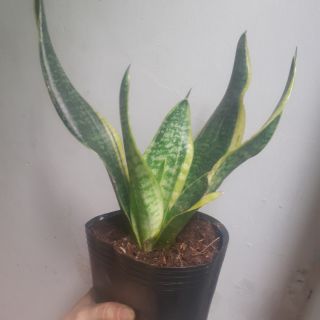 Cây lưỡi hổ Thái