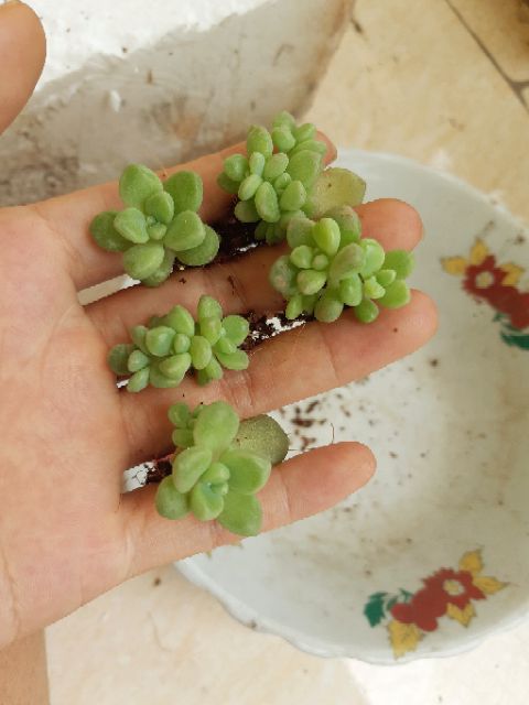 Combo 5 lá kim tuyến giống