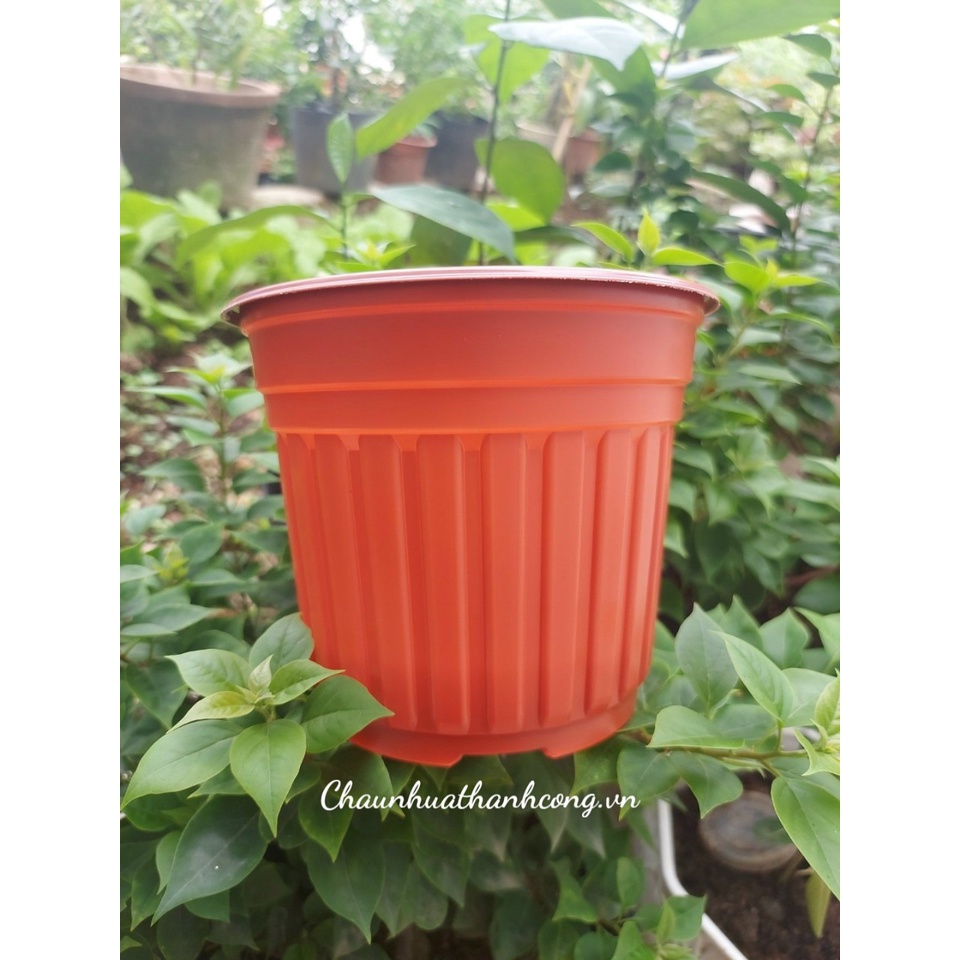Combo 10 Chậu nhựa mềm 15x12,5cm trồng sen đá, dâu tây, cây giống