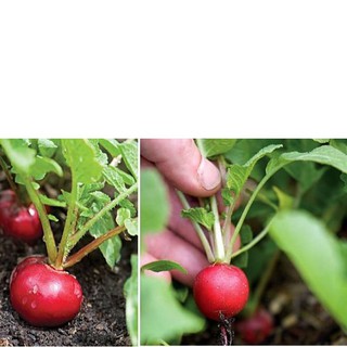 HẠT GIỐNG CỦ CẢI ĐỎ - CỦ TRÒN