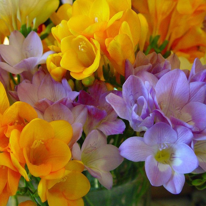 Combo 5 củ hoa lan nam phí - 5 màu - tặng kèm 5 viên nén ươm củ