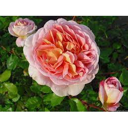 Cây giống Hồng ngoại Abraham Darby Rose - dòng hoa hồng leo cho hoa thơm nồng nàn