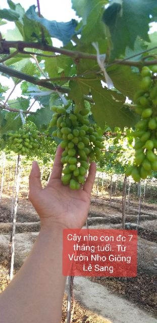 Cây Nho Giống Xanh Trái Dài.