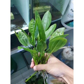 Combo 3 cây bách thủy tiên kèm chậu