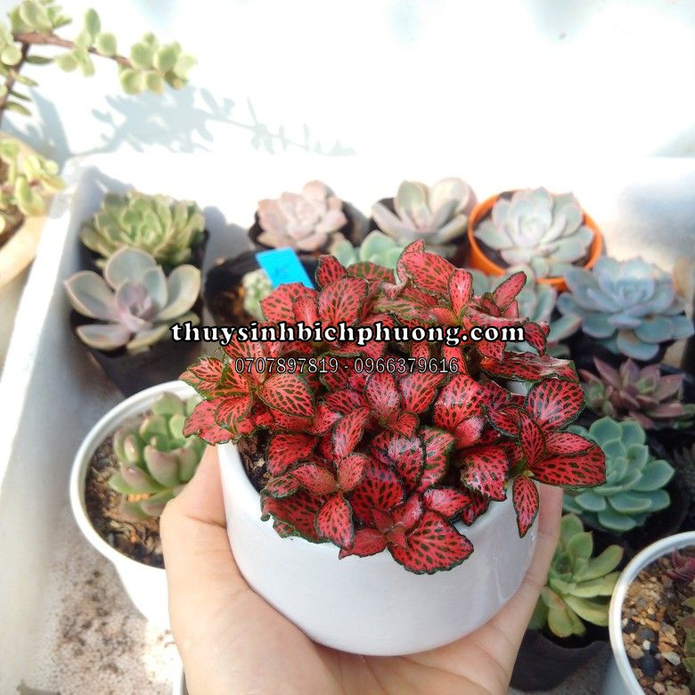 CÂY CẨM NHUNG - CÂY THỦY SINH CHO HỒ CÁ THỦY SINH