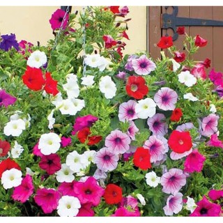 Combo 50 hạt giống dạ yến thảo mix màu kèm deal đầy đủ