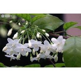 Cây mai chiếu thuỷ cao 25-30 cm
