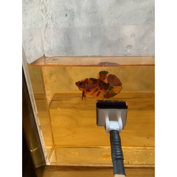 Kính kè cá Betta - Huấn luyện Betta sung hơn