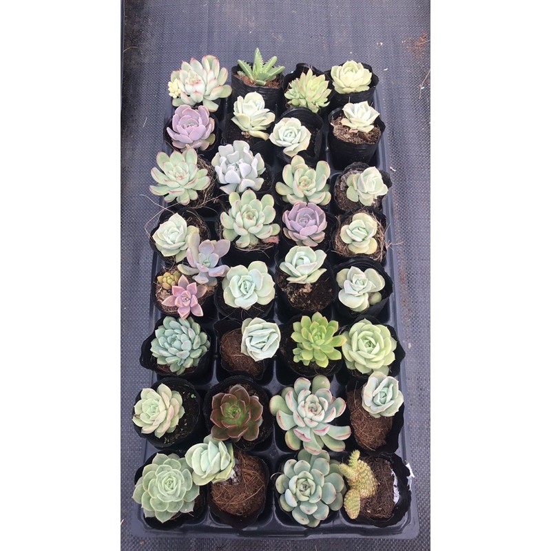 Combo 100 bầu sen đá