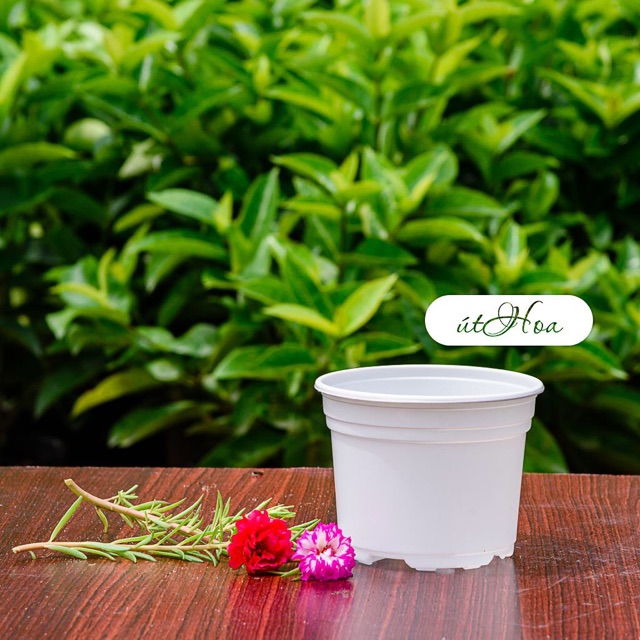 [Sỉ từ 20 cái] Chậu nhựa trắng T15 (15x12.5 cm) trồng cây, trồng hoa nhựa cao cấp #8