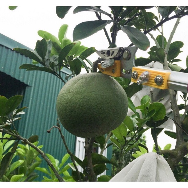 Kéo Cắt Cành Trên Cao 3m Không Cần Thang