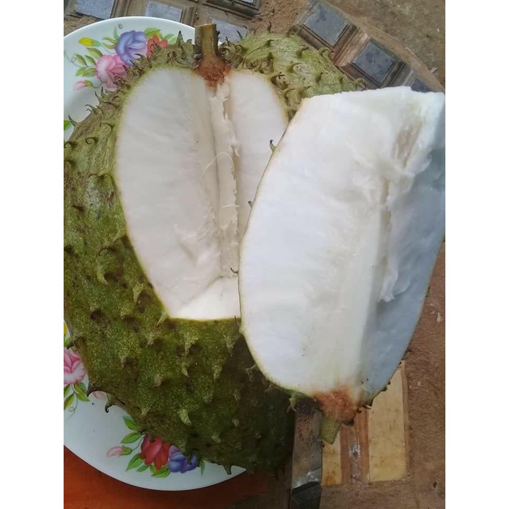 Cây Giống mãng cầu xiêm ngọt không hạt