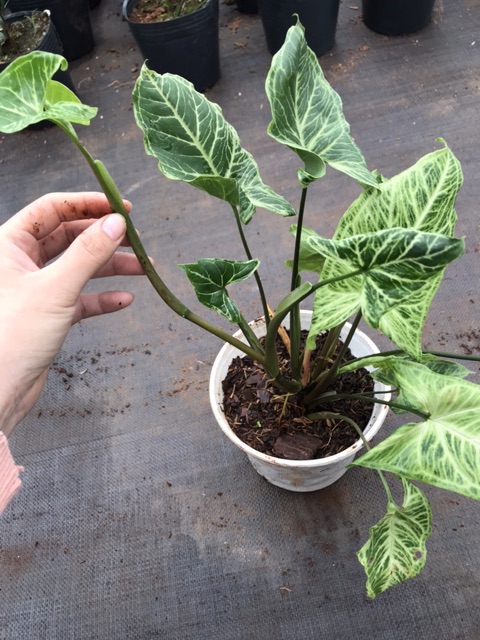 Trầu bà trắng - Syngonium polophyllum