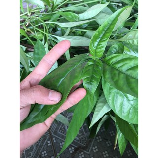 Cây giống hoàn ngọc