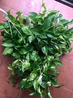 CÂY TRẦU BÀ ( GIỎ TREO )