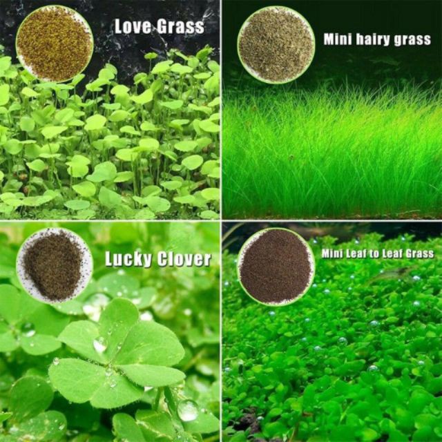 Hạt giống thủy sinh, Ngưu Mao Chiên, Trân Châu lá nhỏ/lá lớn, Cỏ tình yêu