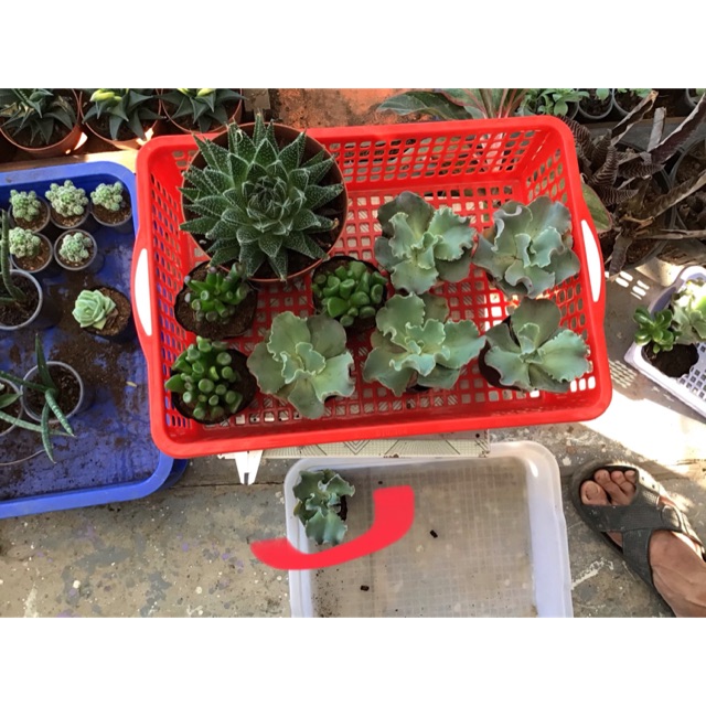 Combo bắp cải