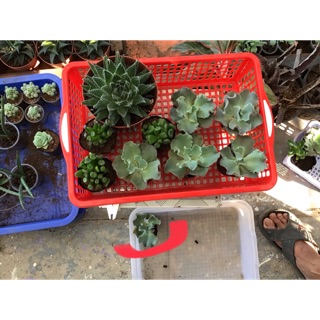 Combo bắp cải