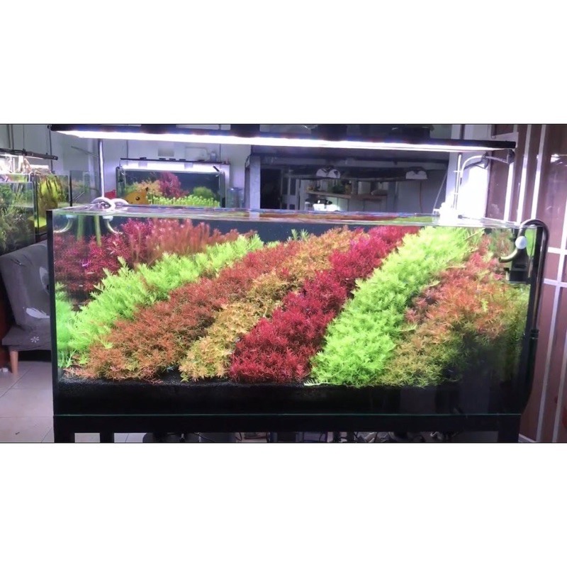 Phân Nước Cho Hồ Cá Thuỷ Sinh Macros NPK+ (230ml)