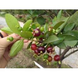 cây giống Chery brazil cây giống chuẩn F1