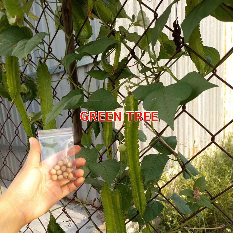 Hạt giống đậu rồng xanh, đậu cove trúc Thái Lan, mướp hương dài f1