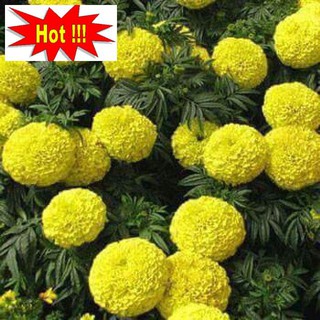 Hạt giống hoa Vạn Thọ Lùn Vàng Chanh