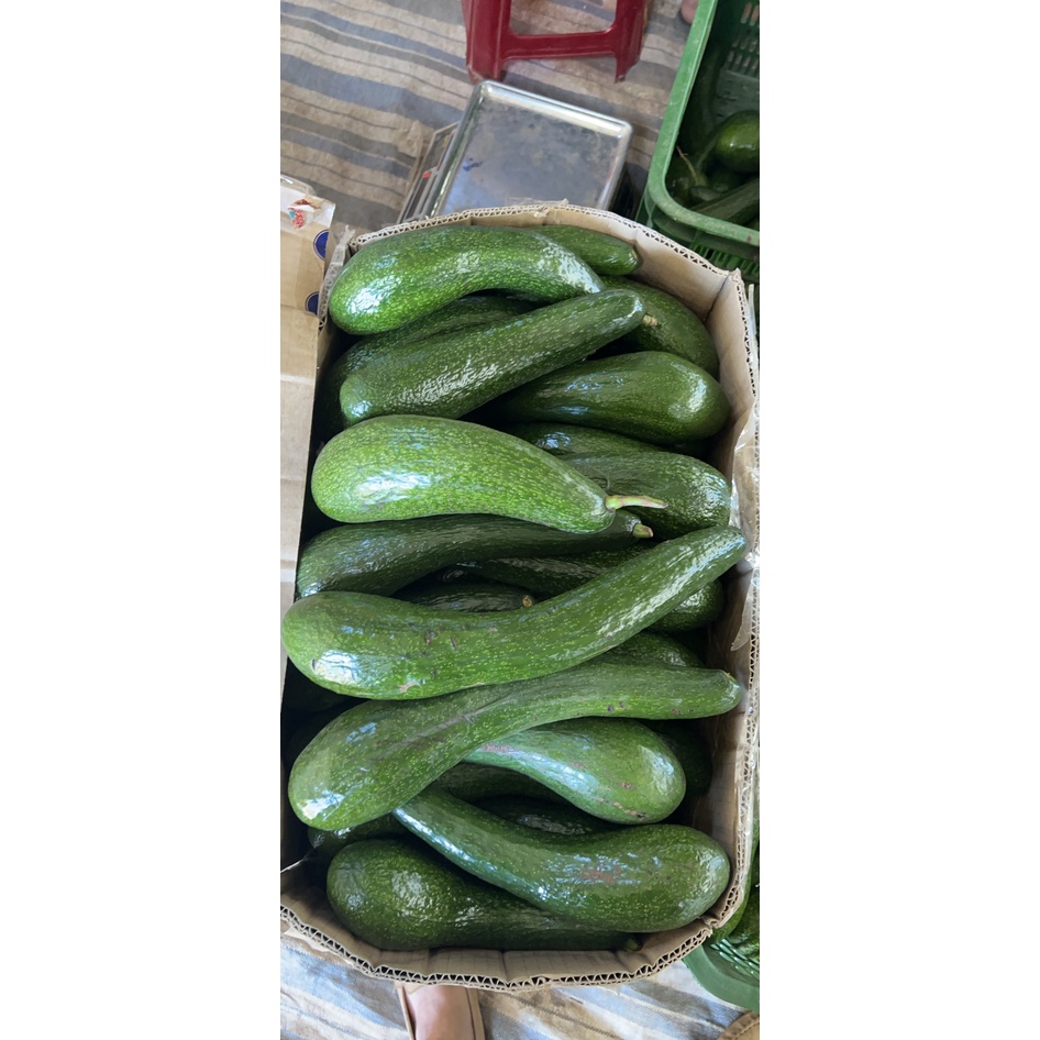 Bơ 034 Lâm Đồng- cực dẻo ngon-1kg