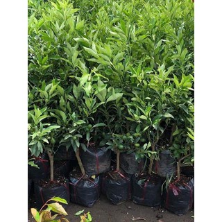 cây giống quất ngọt