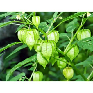 cây tầm bóp khô