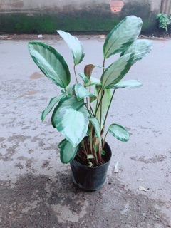Đuôi Công Trắng