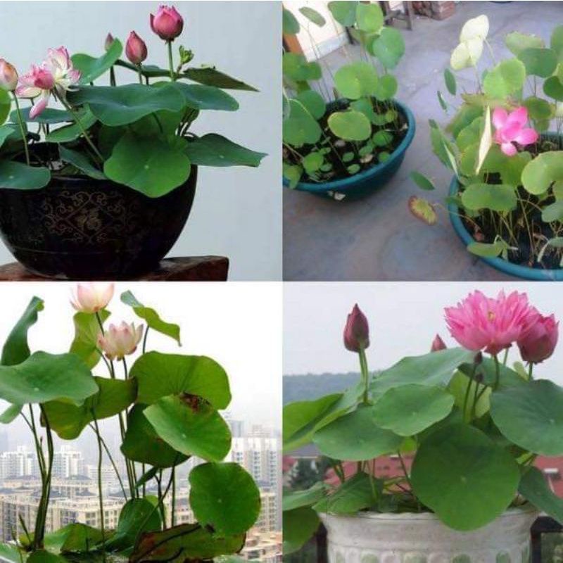 Hạt Sen mini siêu rẻ