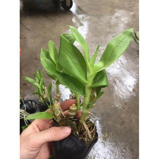 hoa phong lan trúc phật bà