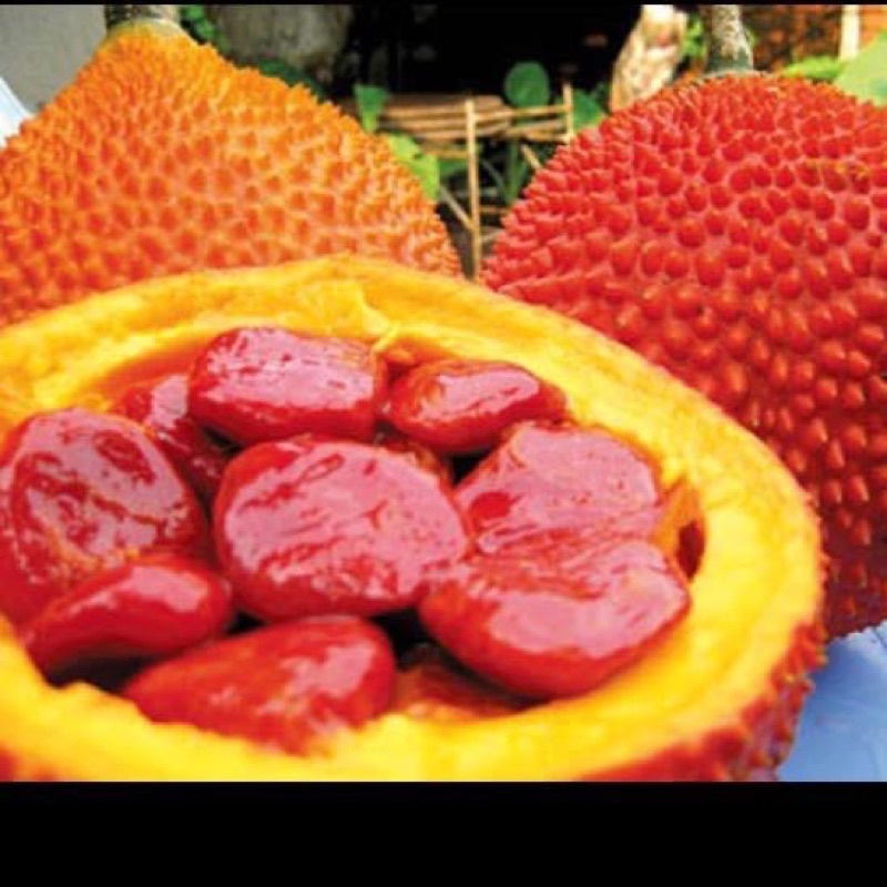 Lăn môi dầu gấc 1 chiếc làm đỏ mềm môi