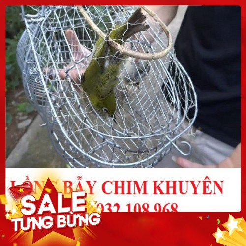 Lồng Chim Bẫy Khuyên, Chào mào D36 x R16 X C15