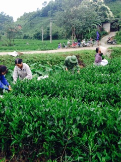 che Thai Nguyen đặc sản