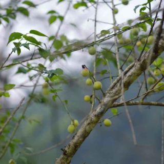 Cây mơ xanh