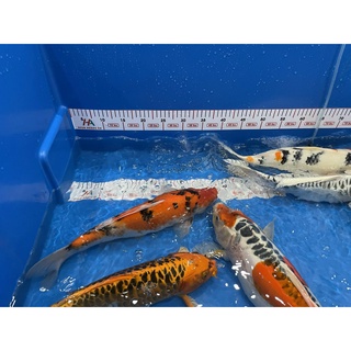 Thước decal dán hồ/tank đo cá KOI