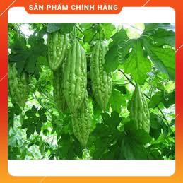 HẠT GIỐNG KHỔ QUA- MƯỚP ĐẮNG F1